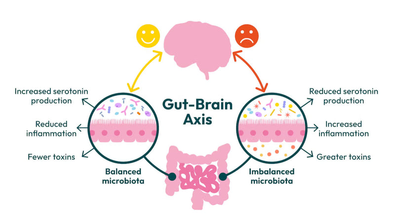 The Gut-Brain Connection: How Does Digestive Health Influence Mood?